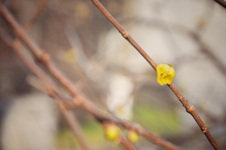 迎春花 迎春花