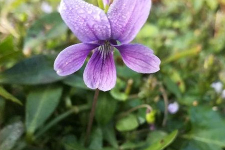 紫花地丁 紫花地丁