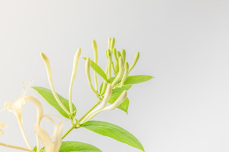金银花 金银花