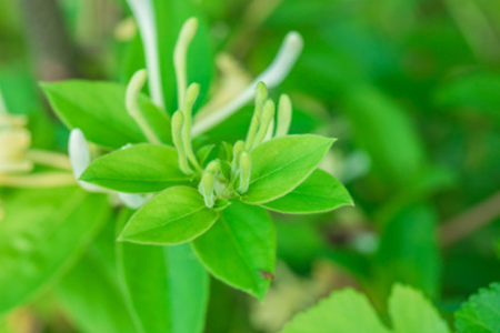 金银花 金银花