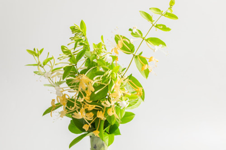 金银花 金银花