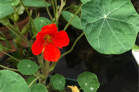 金莲花 金莲花