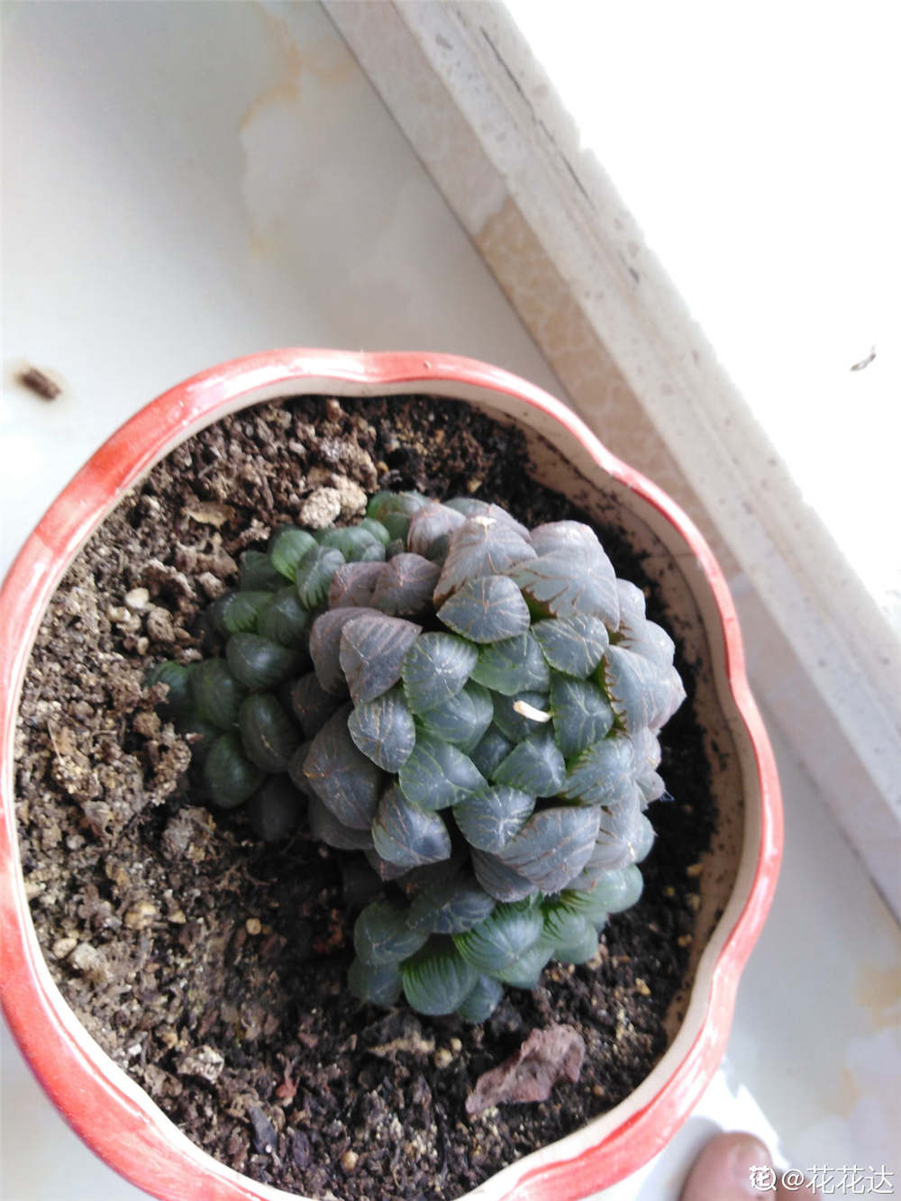 冰灯玉露