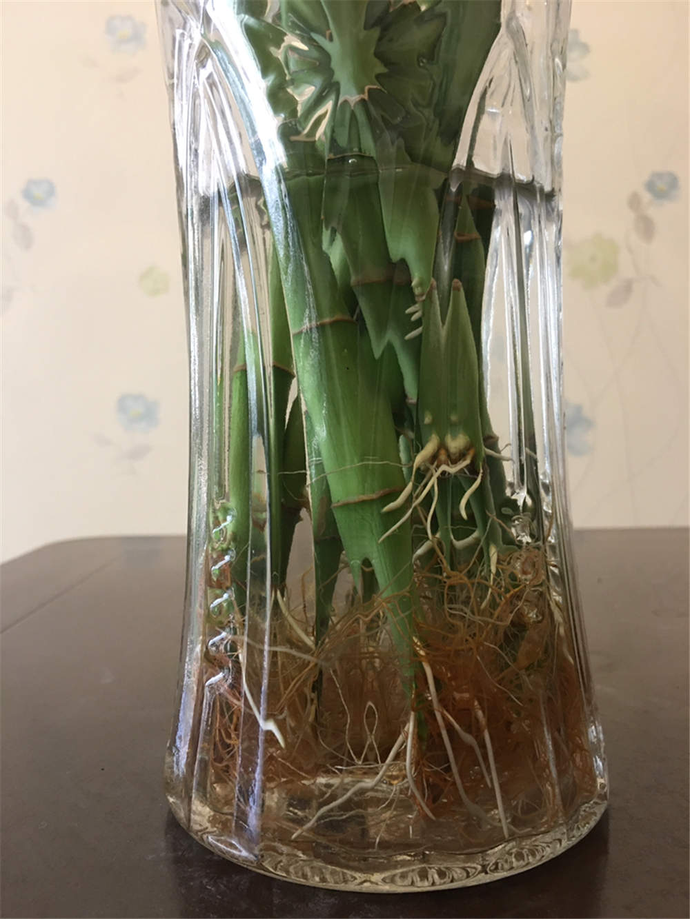 富贵竹 富贵竹