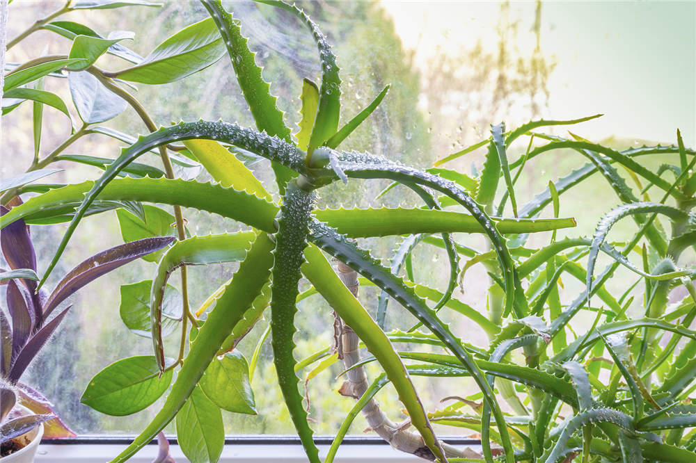 芦荟 芦荟