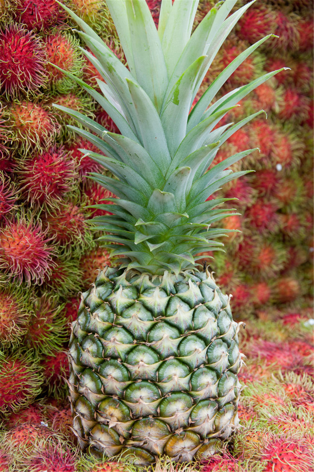 菠萝 菠萝