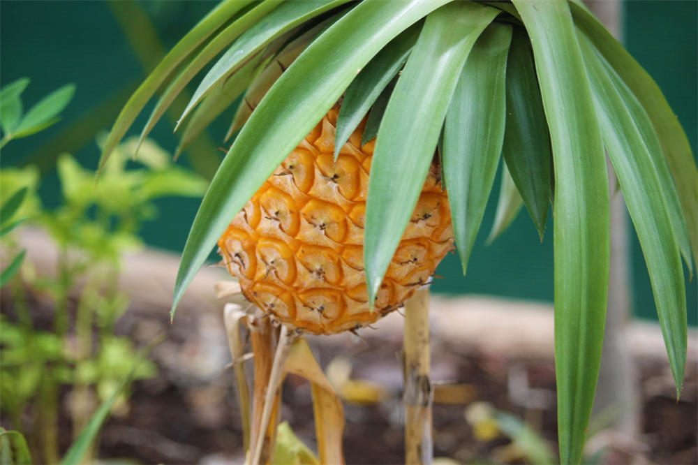 菠萝 菠萝