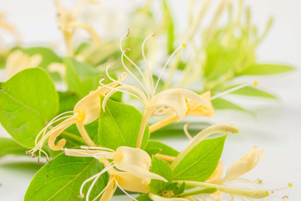 金银花