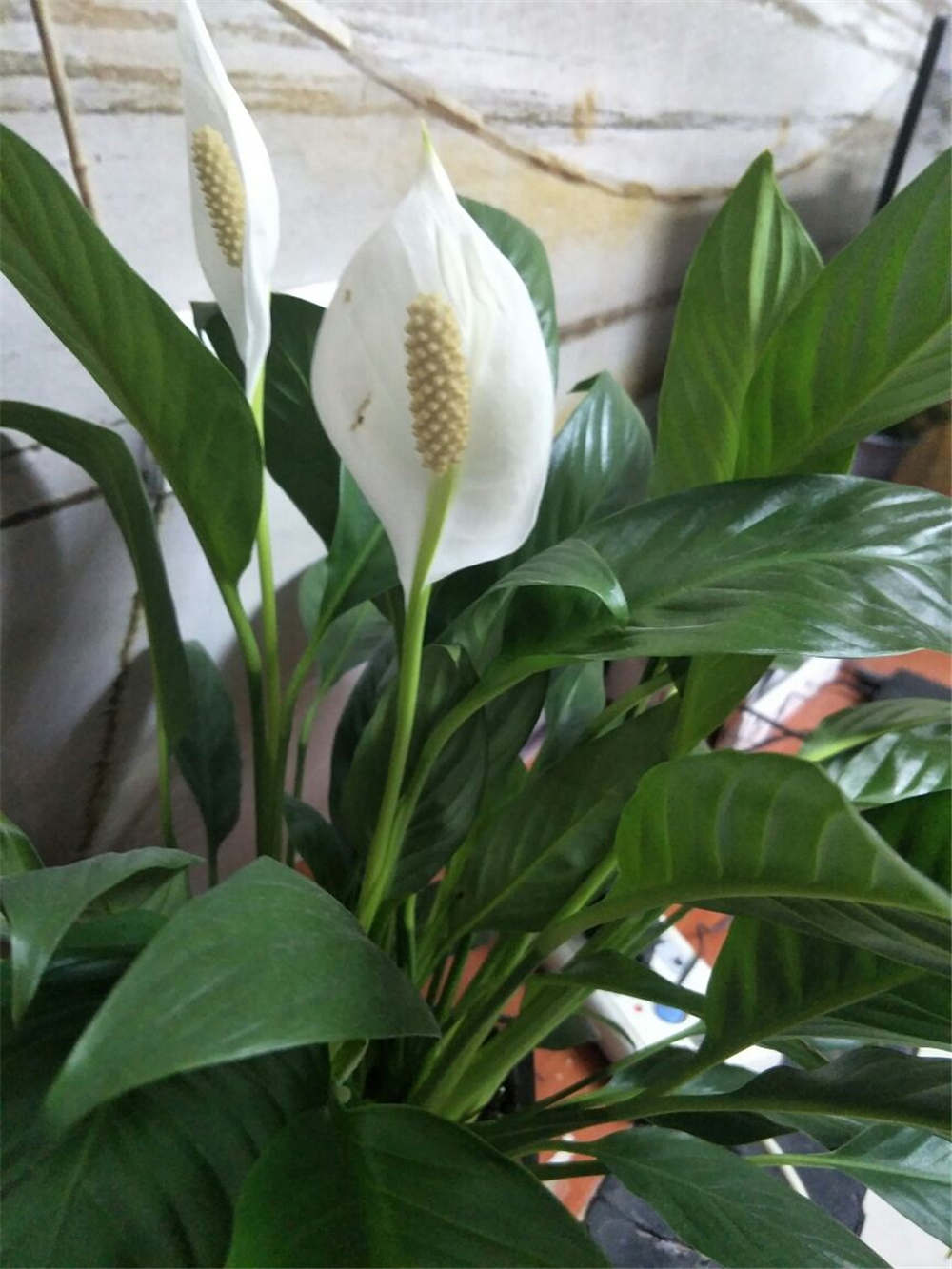 白掌 白掌