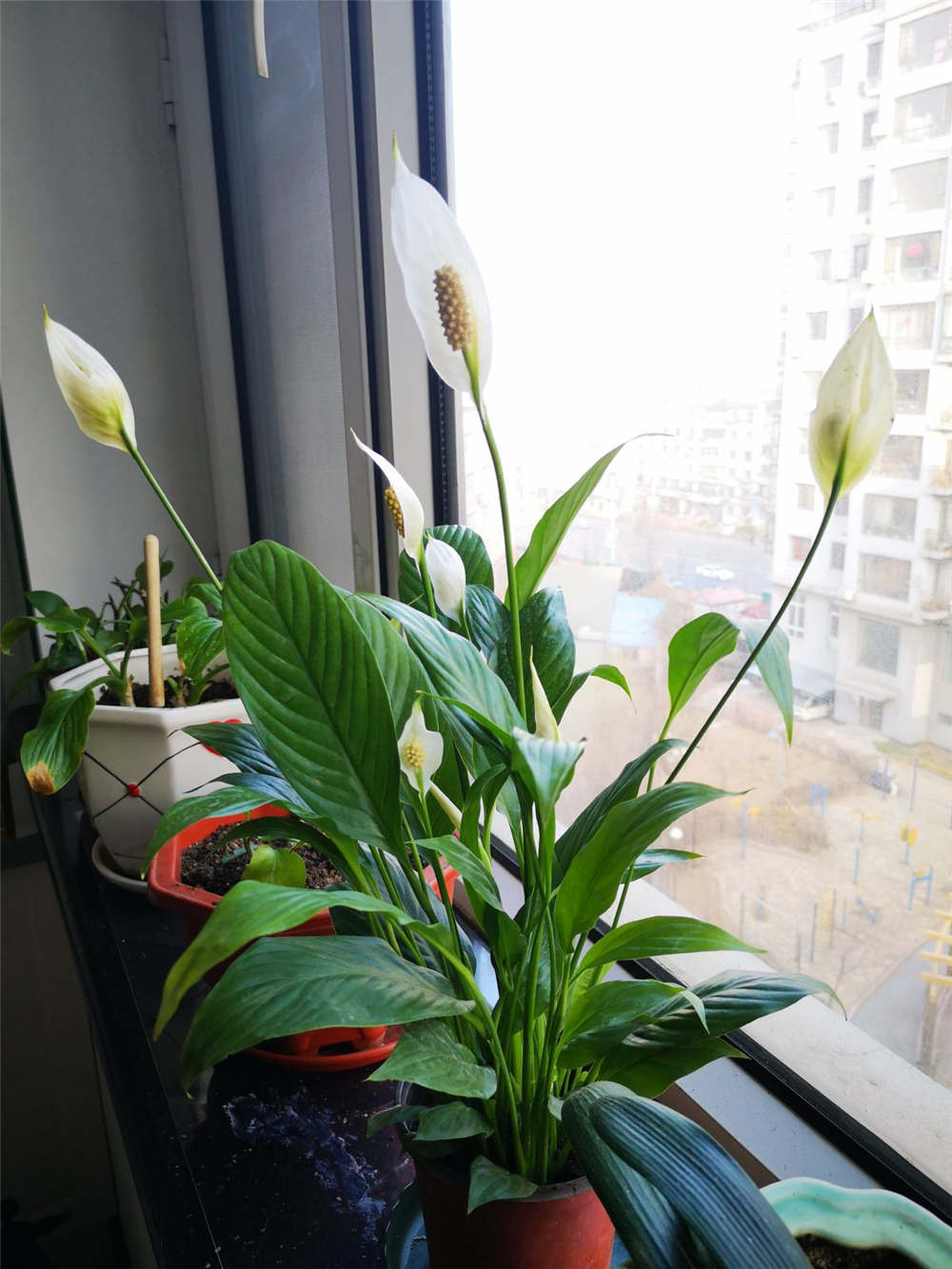 白掌 白掌