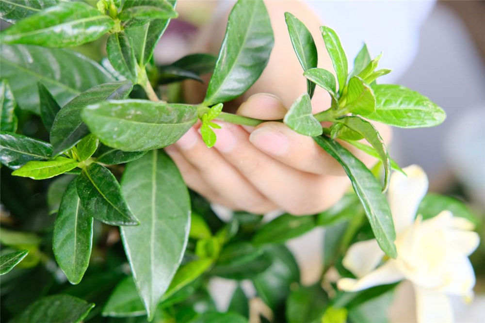 栀子花 栀子花