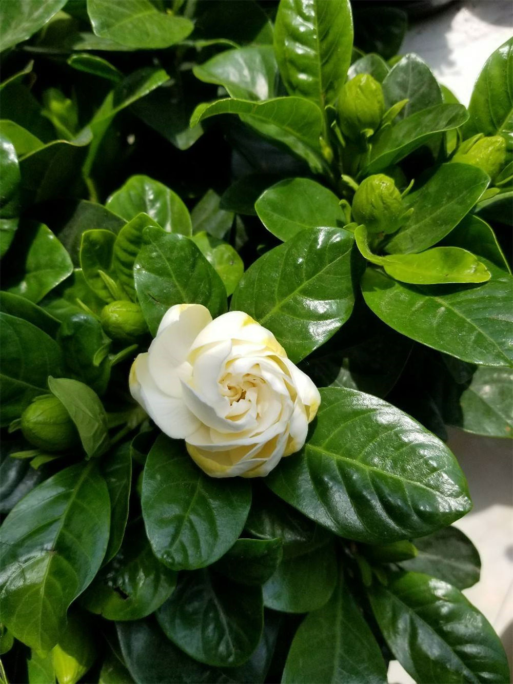 栀子花 栀子花