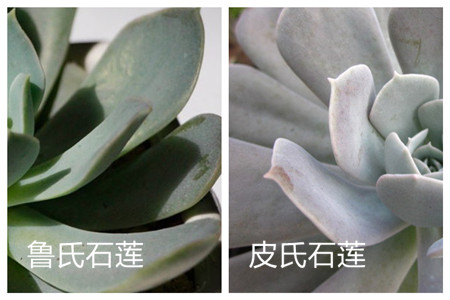 鲁氏石莲和皮氏石莲区别对比图片 鲁氏石莲和皮氏石莲区别对比图片