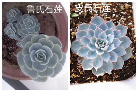 鲁氏石莲和皮氏石莲的区别 鲁氏石莲和皮氏石莲的区别