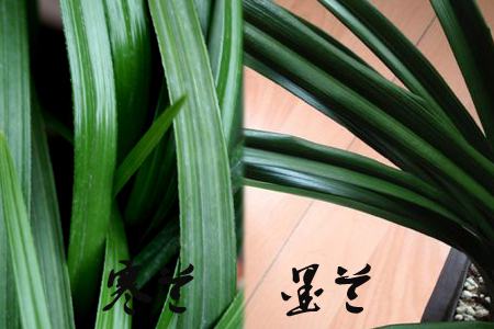 墨兰与寒兰的区别:看叶脉 墨兰与寒兰的区别:看叶脉