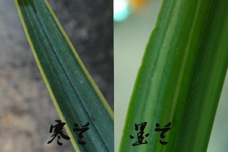 墨兰与寒兰的区别:看甲 墨兰与寒兰的区别:看甲
