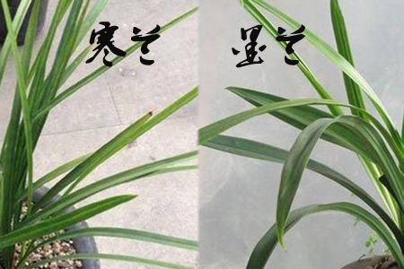 墨兰与寒兰的区别:看数量 墨兰与寒兰的区别:看数量