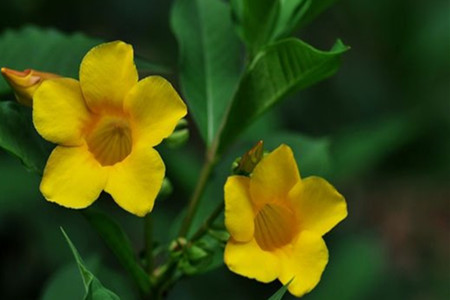 硬枝黄蝉的花 硬枝黄蝉的花