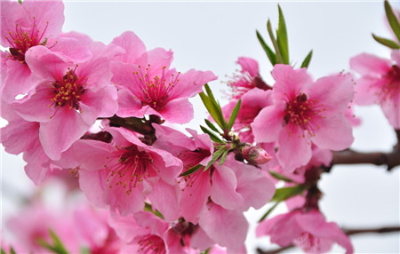 桃花 桃花