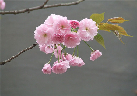 樱花 樱花