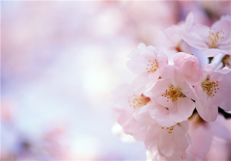 桃花 桃花