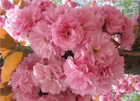 樱花 樱花