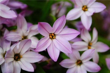 花韭 花韭