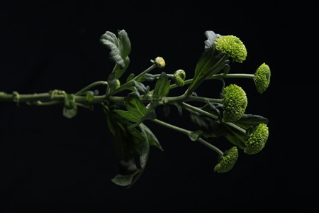 纽扣菊 纽扣菊