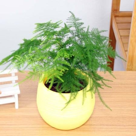 文竹植株特征 文竹植株特征