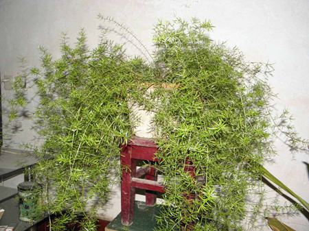 武竹的植株特征 武竹的植株特征