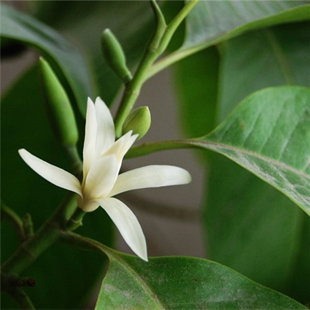 白兰花图片 白兰花图片