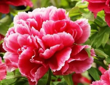 花期 花期