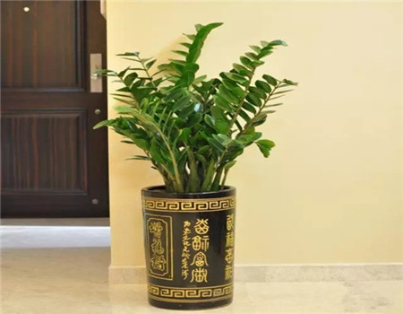 金钱木与金钱树叶茎的区别 金钱木与金钱树叶茎的区别
