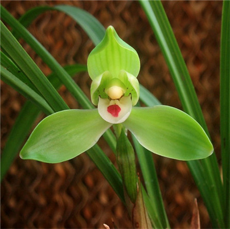 春兰的花 春兰的花