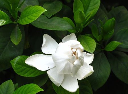 栀子花 栀子花