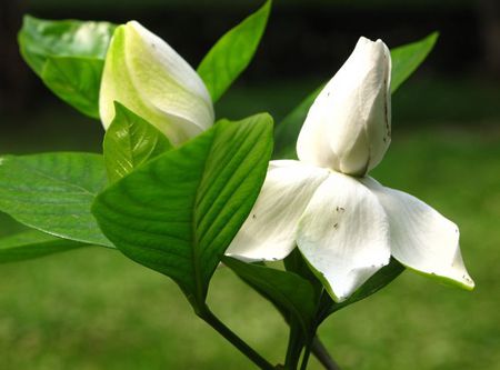 花苞 花苞