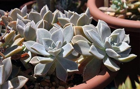胧月 胧月