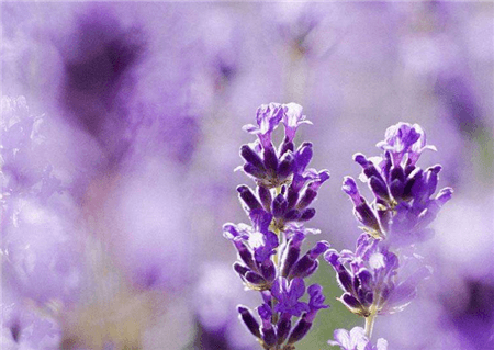 梦幻的薰衣草 梦幻的薰衣草