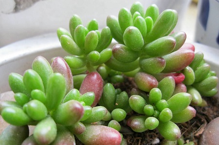 虹之玉植株 虹之玉植株