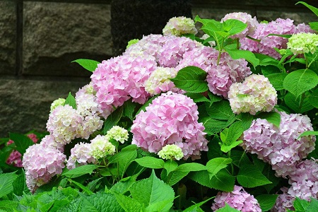 绣球花 绣球花