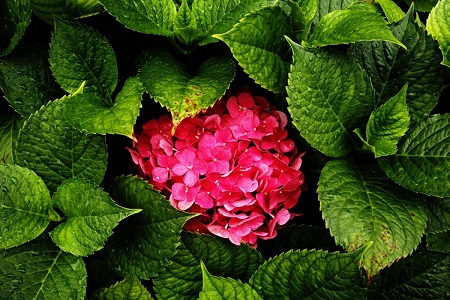 绣球植株 绣球植株