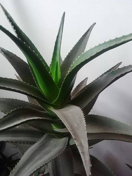 木立芦荟植株 木立芦荟植株