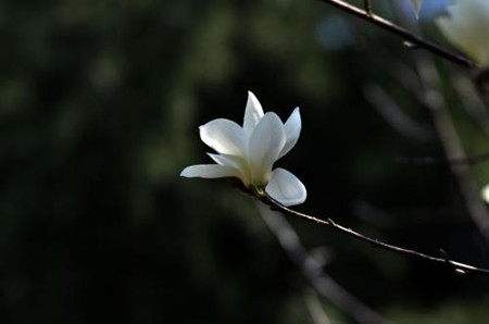玉兰 玉兰