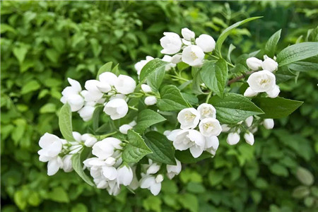美丽的茉莉花 美丽的茉莉花