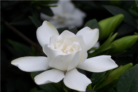 栀子花 栀子花