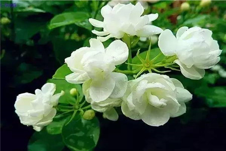 茉莉花 茉莉花