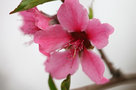 桃花 桃花
