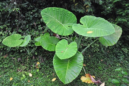 芋头 芋头