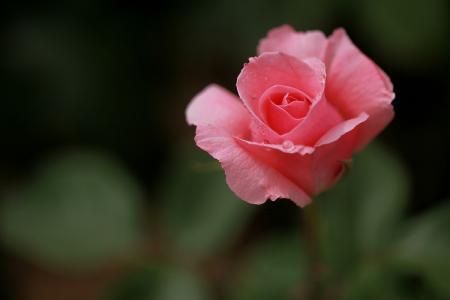 蔷薇 蔷薇
