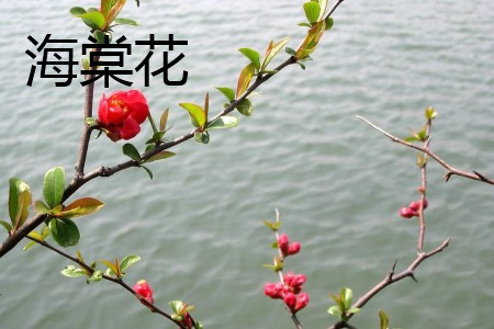海棠花 海棠花